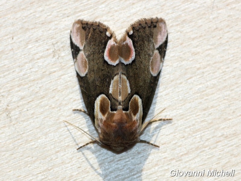 Thyatira batis Drepanidae